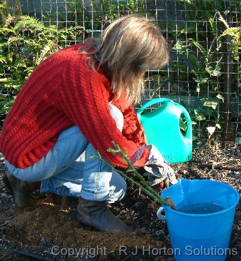 Rose PlantingMarianne_2 